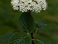 Viburnum lantana IMG_9359_1 Kalina hordowina